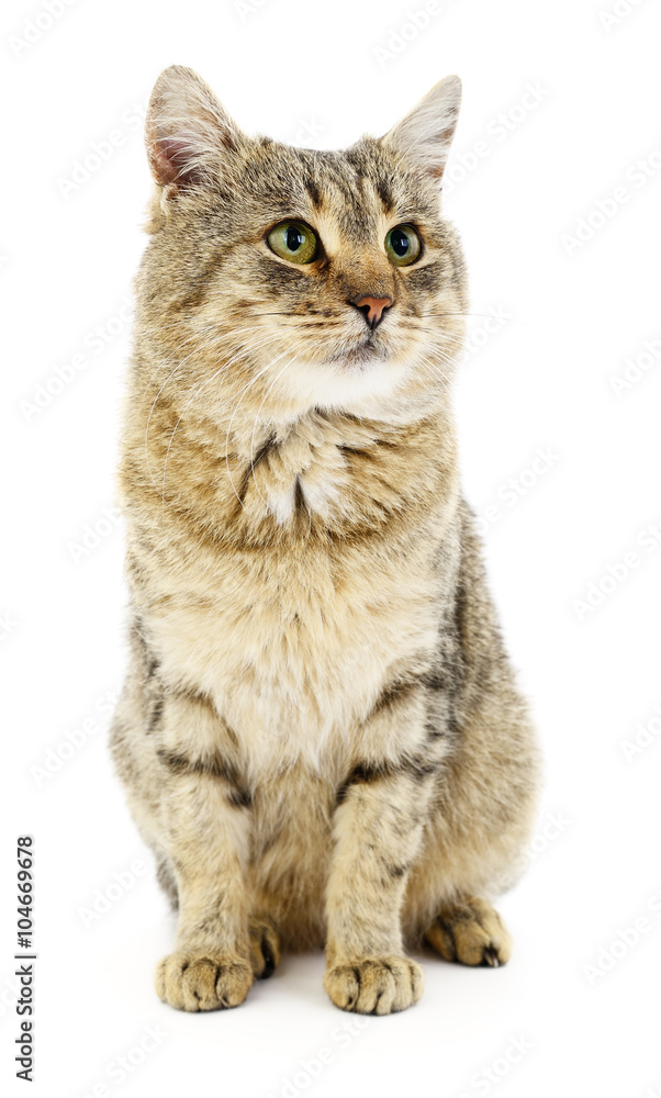 Kitten on a white background