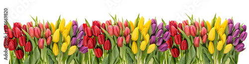 Fresh spring tulips water drops. Flower border