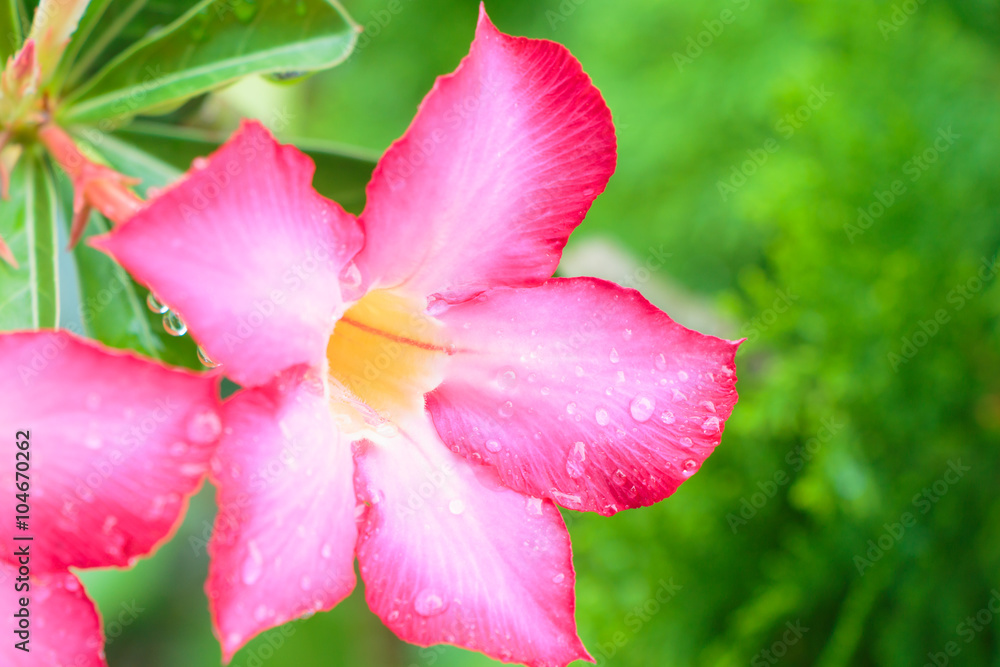 flesh Pink Bignonia flesh Pink Bignonia