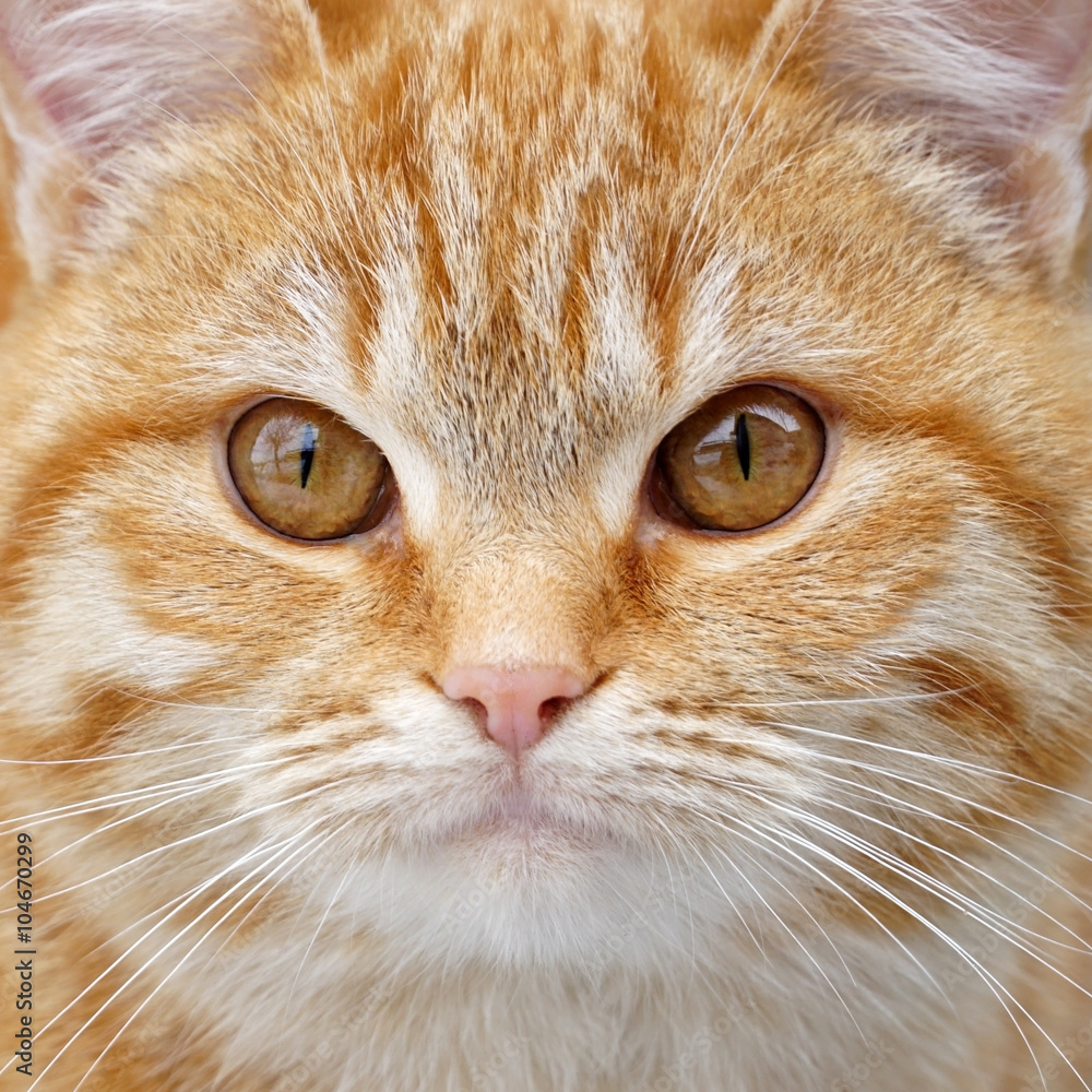 Redhead fluffy kitten face close up. Redhead fluffy kitten face close up.