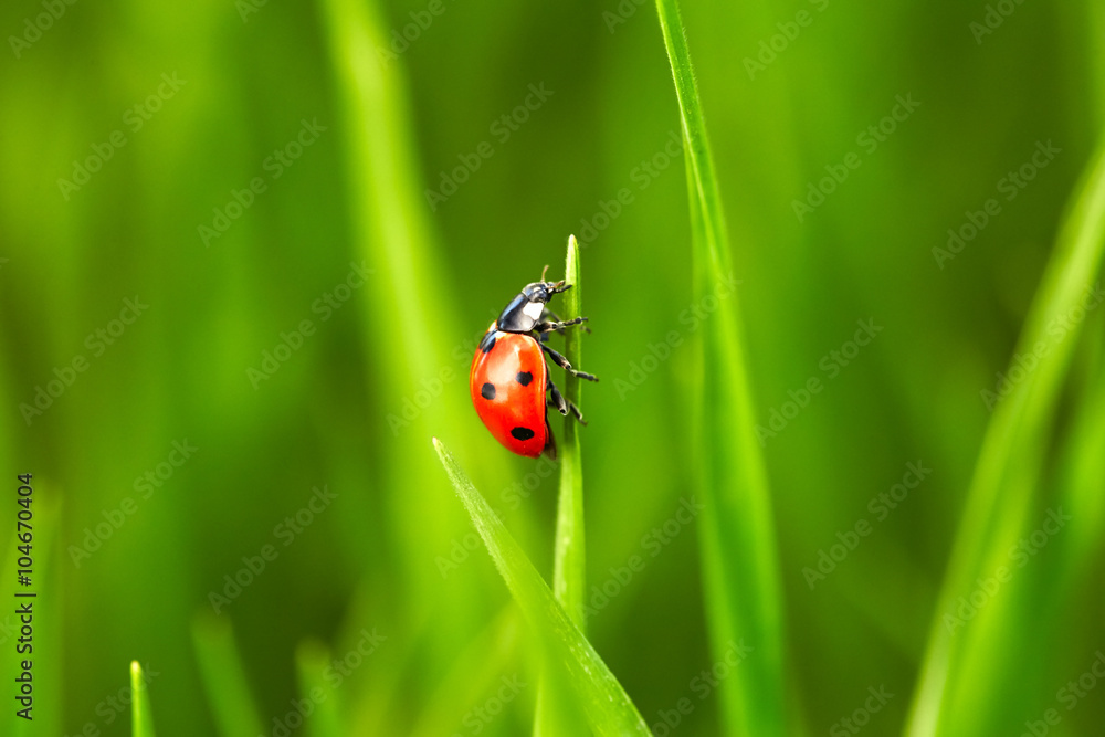 Naklejka premium Ladybug on green grass