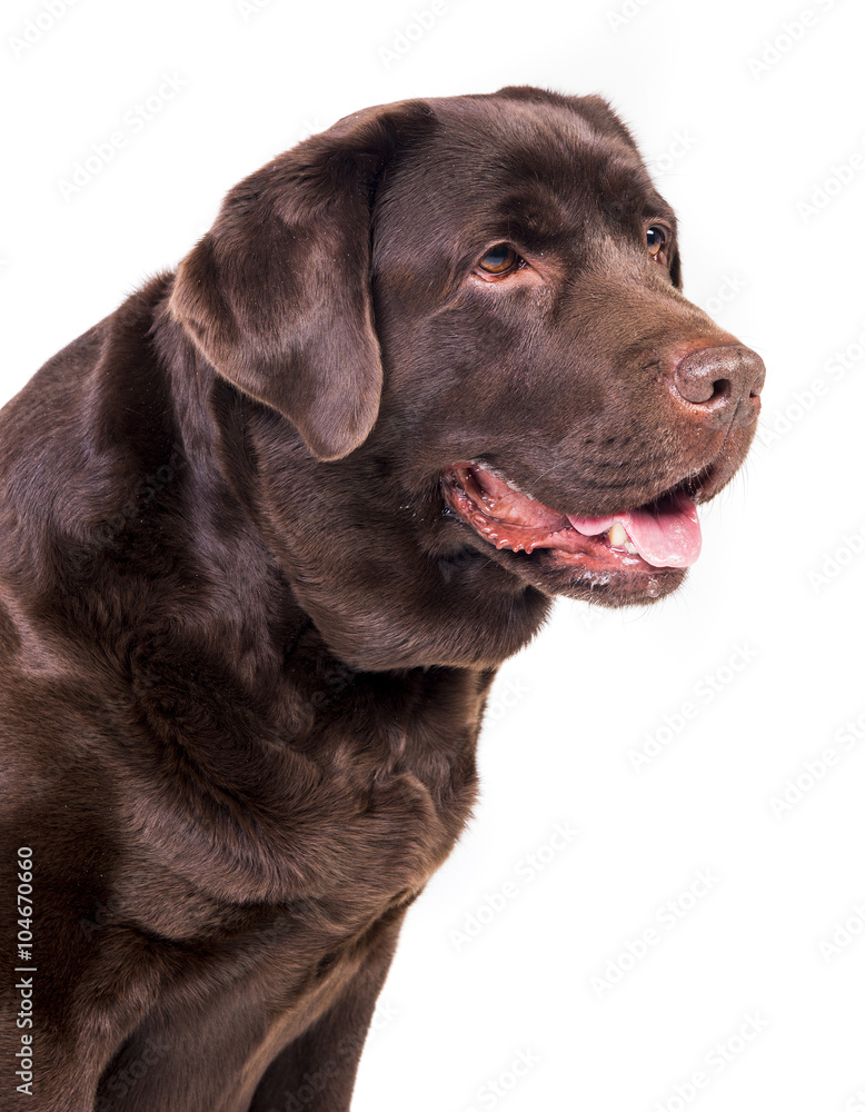 Labrador