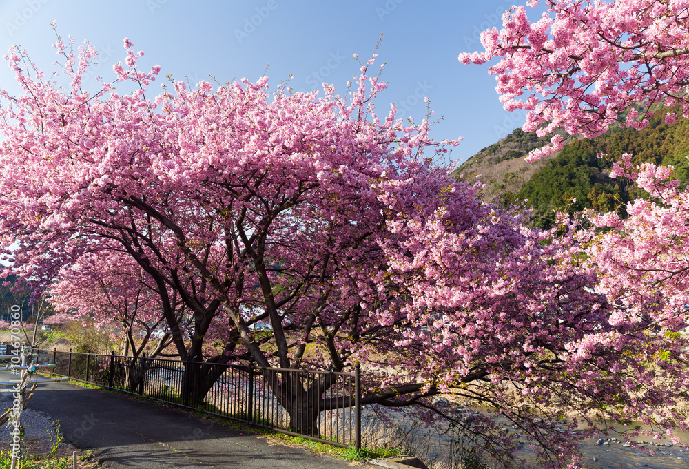 Sakura tree