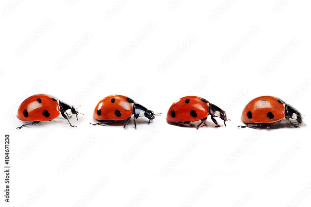 Obraz premium Ladybug