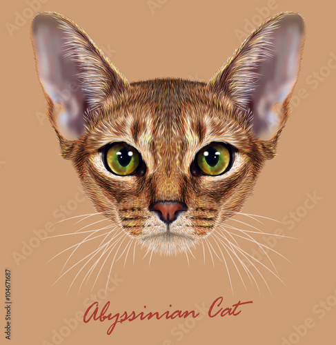 Vector Illustrative Portrait of Abyssinian Cat