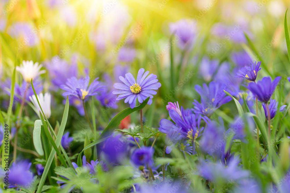 Beautiful colorful flower, close-up.