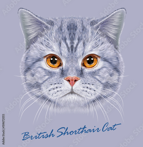 Vector Illustrative Portrait of British Short-hair Cat