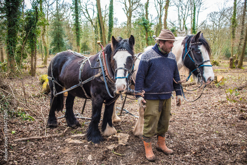 Team of Cob Horses