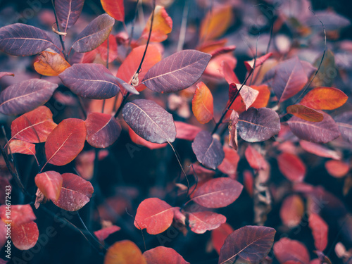 Beautiful autumn nature bac...