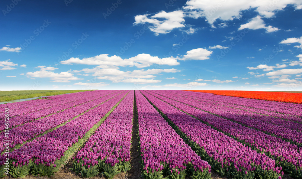 Tulip field in Holland.