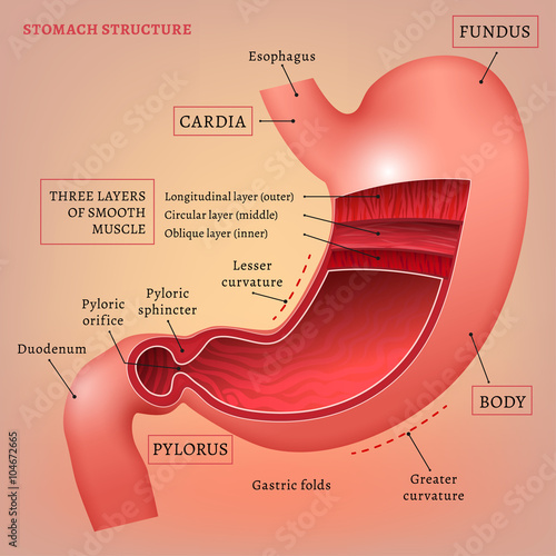 Vector Stomach Image