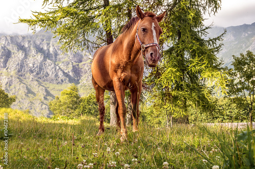 Fotografie cavallo pascolo