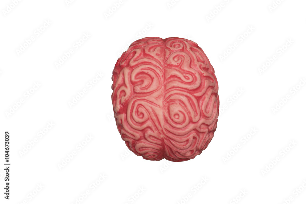 cerebro aislado blanco cerebro aislado blanco