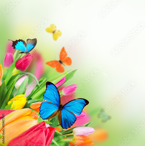 Beautiful tulips bouquet with butterflies © Lukas Gojda