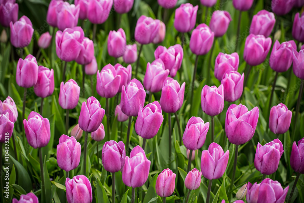 Obraz premium Beautiful colorful tulips, close-up.