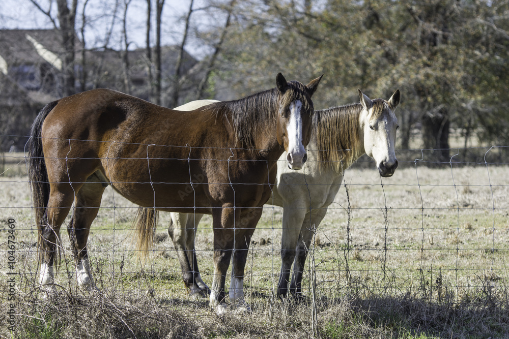 Two horses standing at fence line