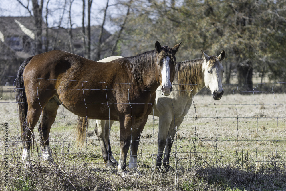 Two horses standing at fence line Two horses standing at fence line