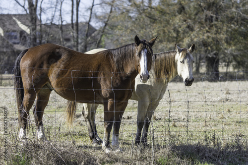 Two horses standing at fence line