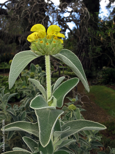 Strauchiges Brandkraut (Phlomis fruticosa) photo