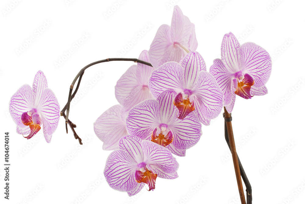 Obraz premium Różowy kwiat orchidei.