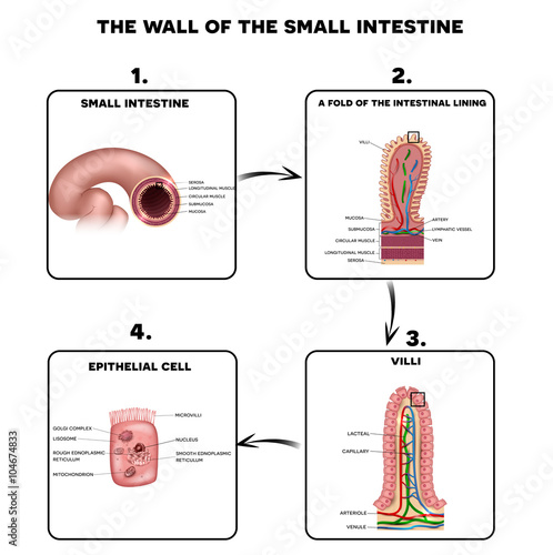 Small intestine wall anatomy, a fold of the intestinal lining, villi and epithelial cell with microvilli detailed illustrations. photo