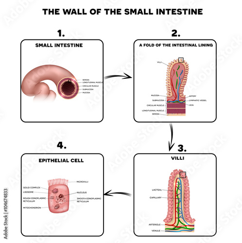 Small intestine wall anatomy, a fold of the intestinal lining, villi and epithelial cell with microvilli detailed illustrations.