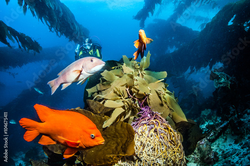 Photography Catalina Island - Scuba diving