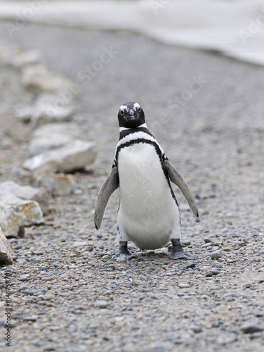 Magellanic Penguin / Patagonia Penguin walking on a path photo