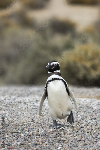 Magellanic Penguin / Patagonia Penguin walking towards the sea photo