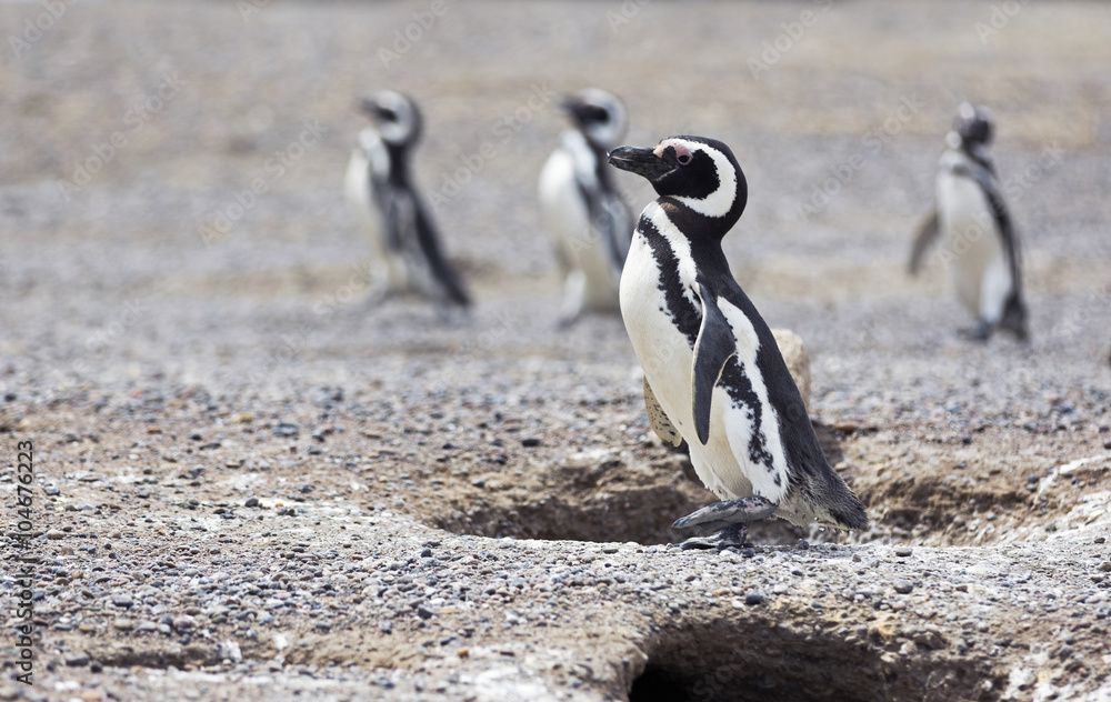 Obraz premium Magellanic Penguins / Patagonia Penguins walking towards the sea near nests