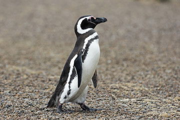 Fototapete Pinguin Magellanpinguin spaziert am patagonischen Strand  © kimrawicz