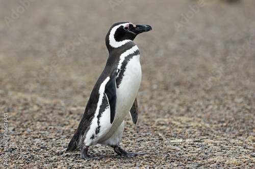 Magellanic Penguin / Patagonia Penguin walking on the beach photo