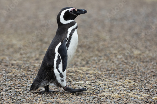 Magellanic Penguin / Patagonia Penguin walking on the beach photo