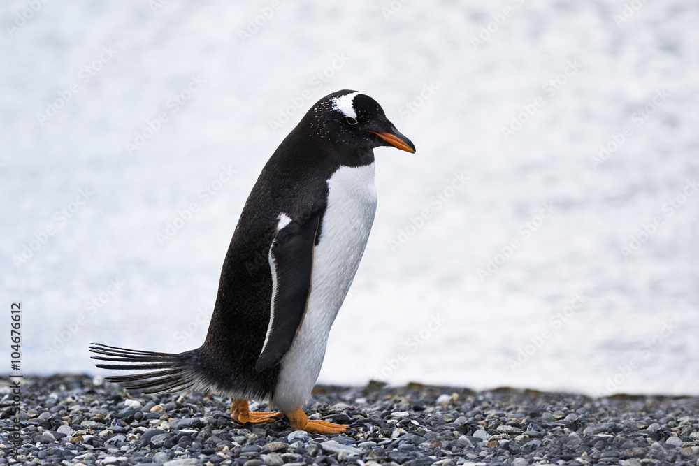 Fototapeta premium Magellanic Penguin / Patagonia Penguin walking near the sea