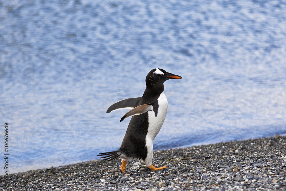 Fototapeta premium Magellanic Penguin / Patagonia Penguin walking out of the sea