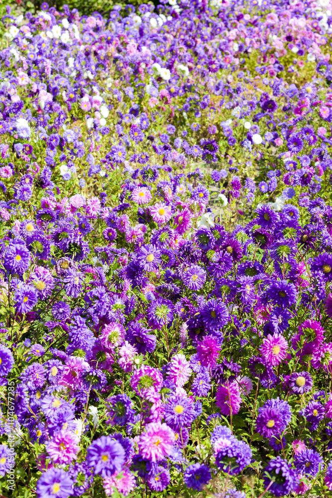 Naklejka premium flowerbed of asters