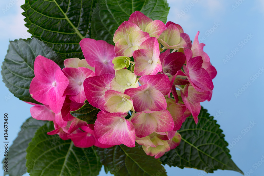 Pink flower hydrangea on blue background. Pink flower hydrangea on blue background.