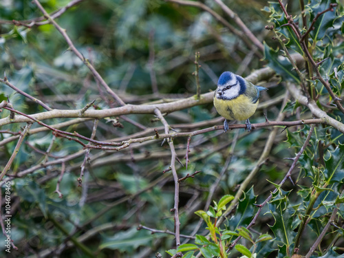 The Blue Tit (Cyanistes caeruleus) is a common visitor to UK gardens here shown on a spring morning emerging from some holly. photo