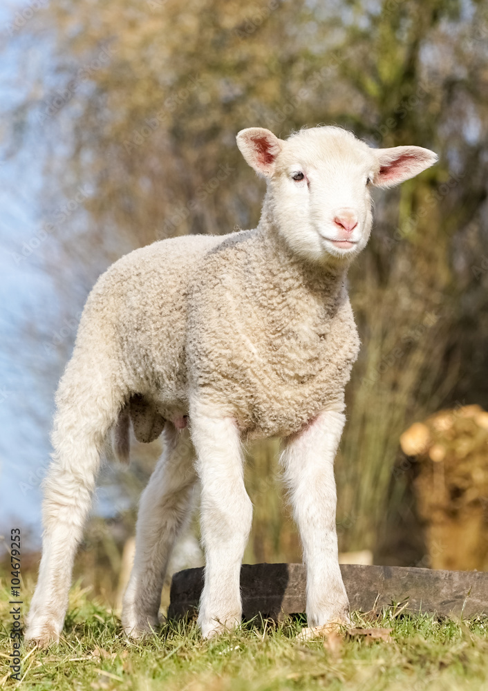 Schafhaltung - niedliches Lamm auf einer Weide, Porträt