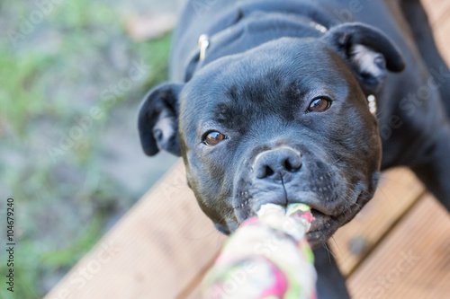 Staffordshire bull terrier dog pulling on a rope photo