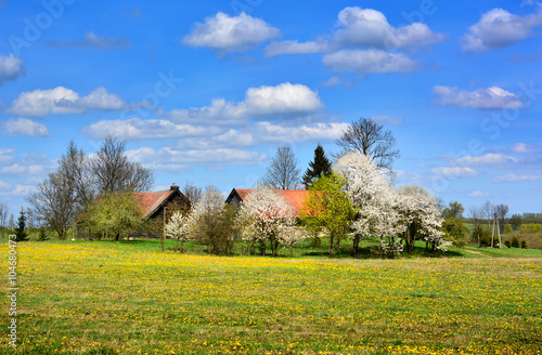 Old farm in spring sunny landscape