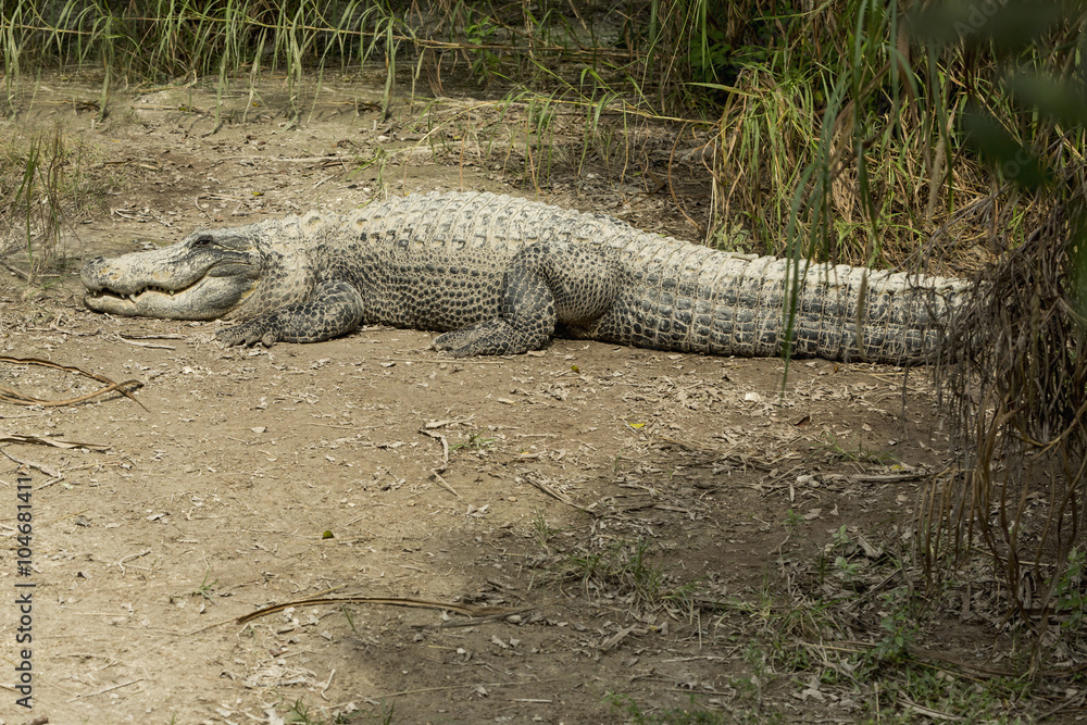 Alligator basking in the sun in the Florida Everglades Alligator basking in the sun in the Florida Everglades