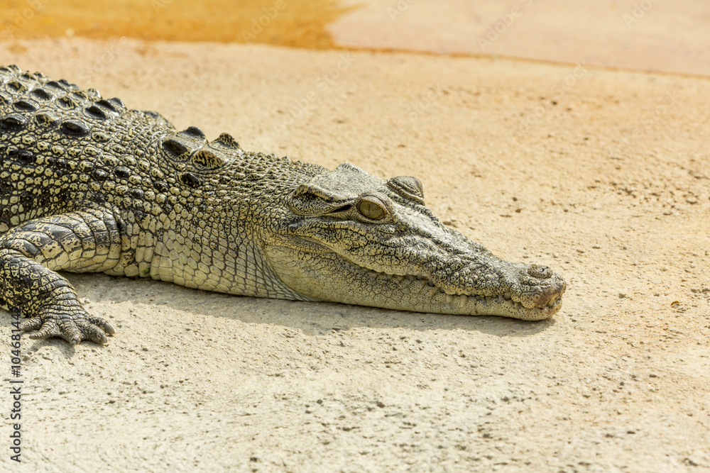 Fototapeta premium Alligator basking in the sun in the Florida Everglades