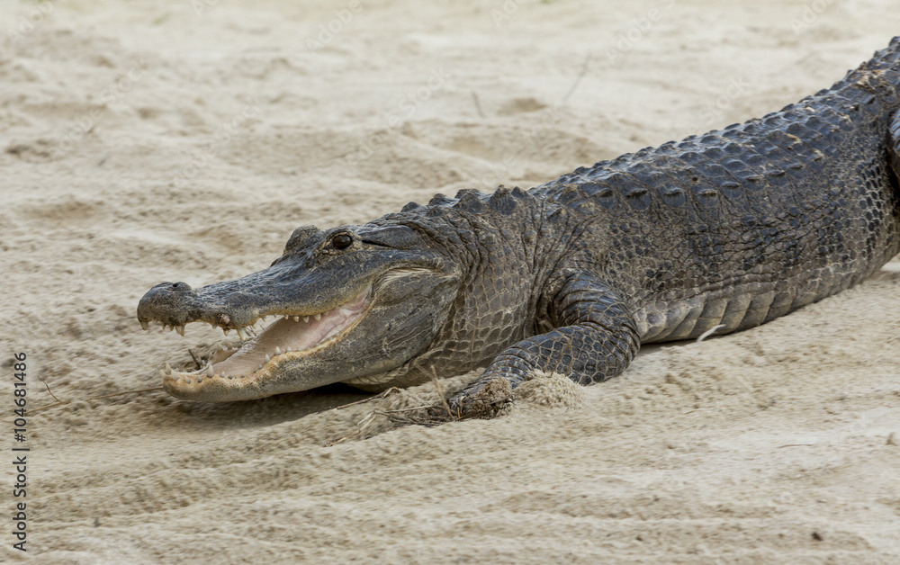 Fototapeta premium Alligator basking in the sun in the Florida Everglades