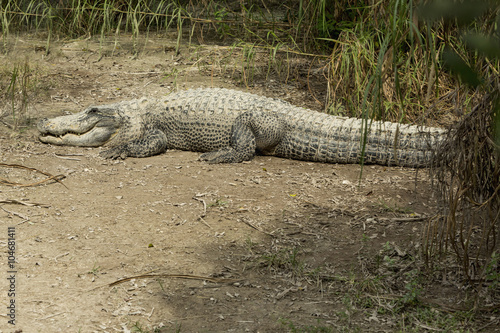Alligator basking in the sun in the Florida Everglades