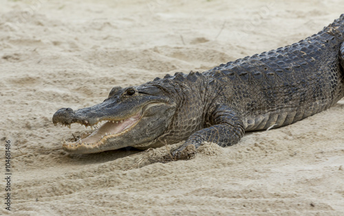 Alligator basking in the sun  in the Florida Everglades