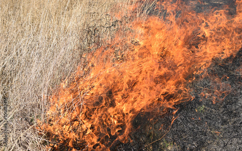 Burning dry grass and reeds