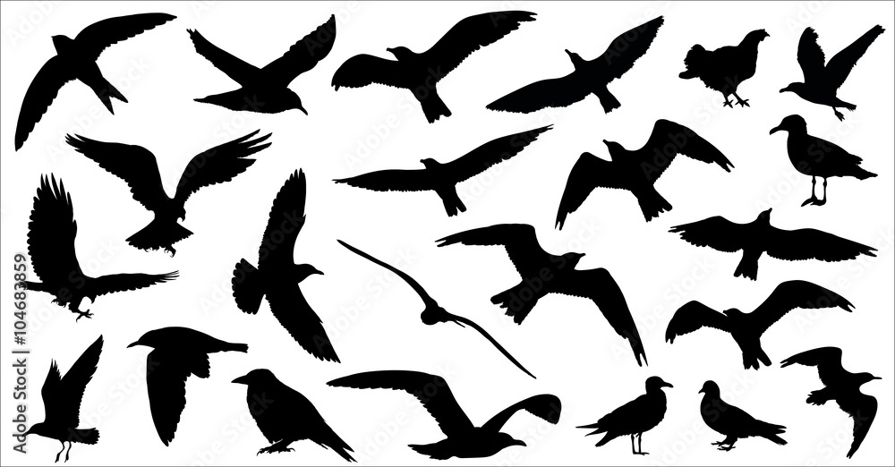 Set of birds silhouettes 23 in 1 on white background. Vector illustration