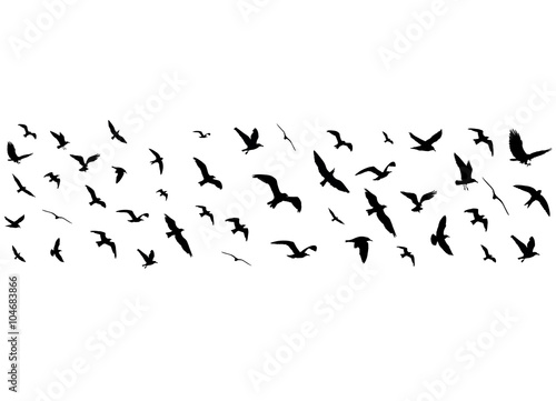 Flying birds silhouettes on white background. Vector illustration © boxerx