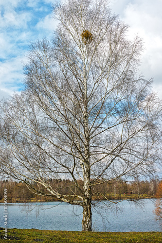 Lonely birch tree on lake coast.